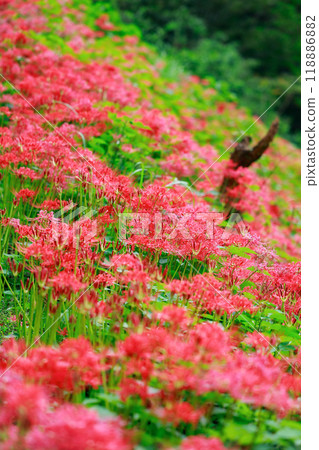 在水稻梯田中綻放的簇狀孤挺花 118886882