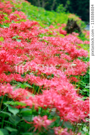A cluster amaryllis that blooms in rice terraces A cluster amaryllis that blooms in rice terraces 118886884