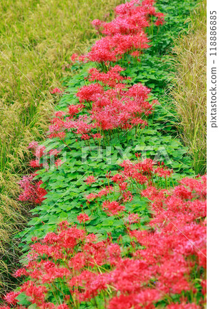 A cluster amaryllis that blooms in rice terraces A cluster amaryllis that blooms in rice terraces 118886885