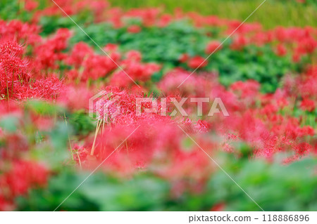 A cluster amaryllis that blooms in rice terraces A cluster amaryllis that blooms in rice terraces 118886896