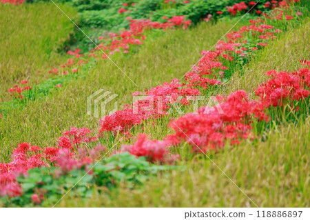 A cluster amaryllis that blooms in rice terraces 118886897