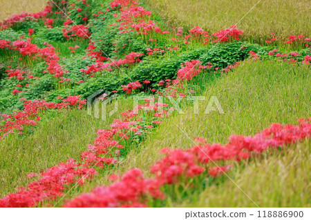 A cluster amaryllis that blooms in rice terraces 118886900