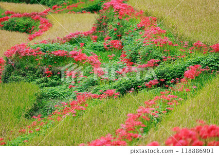 A cluster amaryllis that blooms in rice terraces 118886901