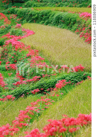 A cluster amaryllis that blooms in rice terraces A cluster amaryllis that blooms in rice terraces 118886909