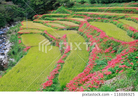 A cluster amaryllis that blooms in rice terraces 118886925