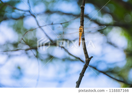 Dragonfly in the sunlight Dragonfly in the sunlight 118887166