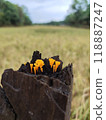 A small group of orange mushrooms growing on a dead tree trunk 118887247