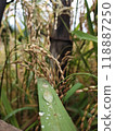 A close up of rice plants with a leaf that has dew on it 118887250
