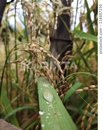 A close up of rice plants with a leaf that has dew on it A close up of rice plants with a leaf that has dew on it 118887250