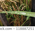 A leaf of a plant with water droplets on it 118887251