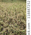 A field of dry grass with a few weeds 118887252