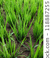 A field of green grass with some dirt in the background 118887255