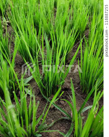 A field of green grass with some dirt in the background 118887255