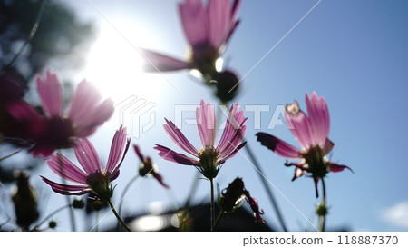 Cosmos Cosmos 118887370