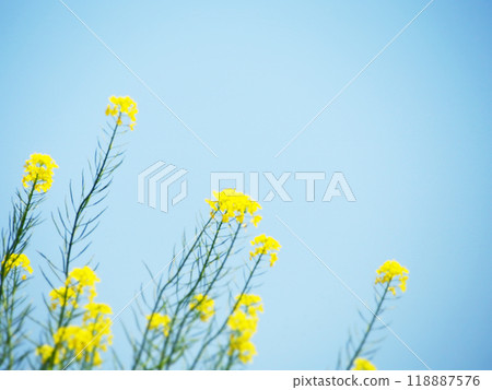 油菜花開向藍天 油菜花開向藍天 118887576