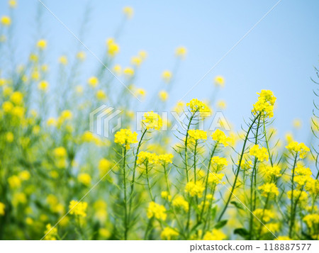 Rape blossoms blooming toward the blue sky 118887577