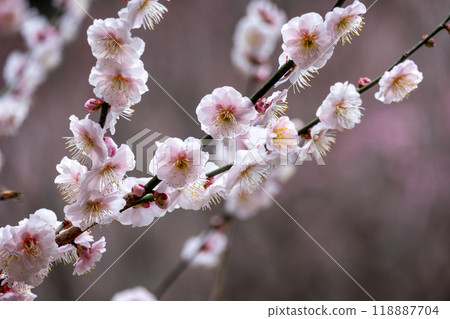 Close-up of a branch with white plum blossoms Close-up of a branch with white plum blossoms 118887704