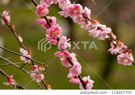 粉紅色梅花樹枝的特寫 118887705