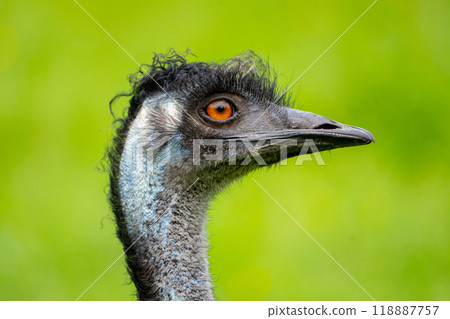 This emu displays its unique features, with vibrant orange eyes and a distinctive curly crown, set against a beautifully blurred green background, highlighting its natural beauty. This emu displays its unique features, with vibrant orange eyes and a distinctive curly crown, set against a beautifully blurred green background, highlighting its natural beauty. 118887757