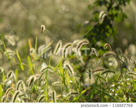 The morning glory of the morning sun 118887768