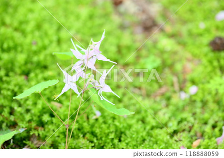 Tokiwa Ikarisso flower Tokiwa Ikarisso flower 118888059