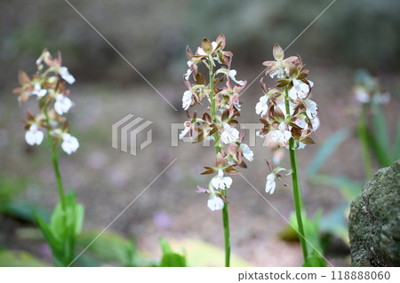 Ebine花 Ebine花 118888060