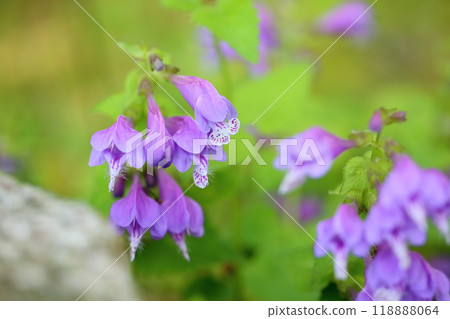 Flower of Lashawmonkazura Flower of Lashawmonkazura 118888064