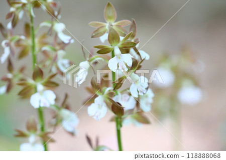 Ebine flowers 118888068