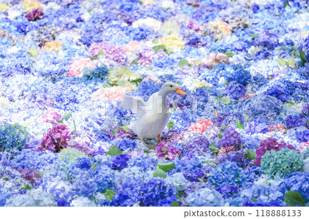 [Sakuragawa City, Ibaraki Prefecture] Hydrangeas and ducks floating in the pond of Amabiki Kannon 118888133