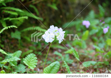 Cute primrose flowers 118888164