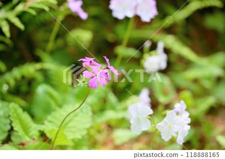 可愛的報春花 118888165