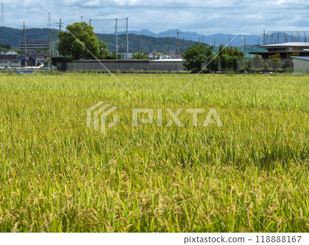 Rural scenery in Matsubara City, Osaka Prefecture 118888167
