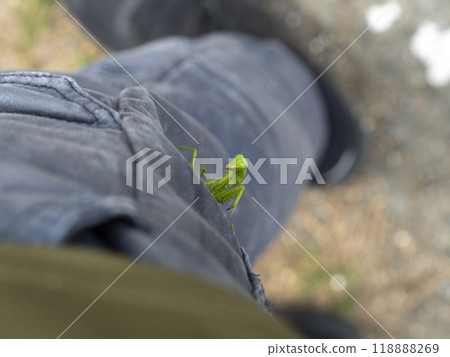 A praying mantis crawling up a leg A praying mantis crawling up a leg 118888269