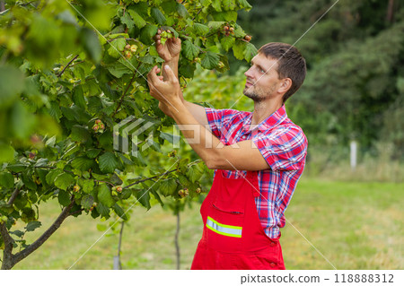 Man farmer plucks collects ripe hazelnuts from deciduous hazel trees rows in garden, harvesting Man farmer plucks collects ripe hazelnuts from deciduous hazel trees rows in garden, harvesting 118888312
