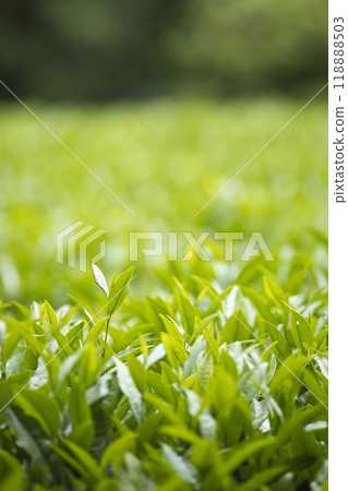 Tea leaves of tea plantation 118888503