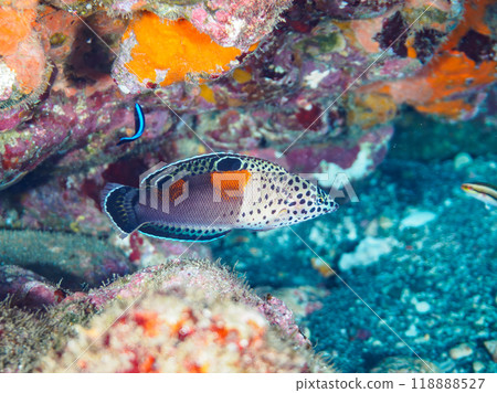 Beautiful juvenile Crested wrasse (family Labidae) and others. Nakagi Hirizo Beach, Minamiizu-cho, Izu Peninsula, Shizuoka Prefecture - 2023 Beautiful juvenile Crested wrasse (family Labidae) and others. Nakagi Hirizo Beach, Minamiizu-cho, Izu Peninsula, Shizuoka Prefecture - 2023 118888527