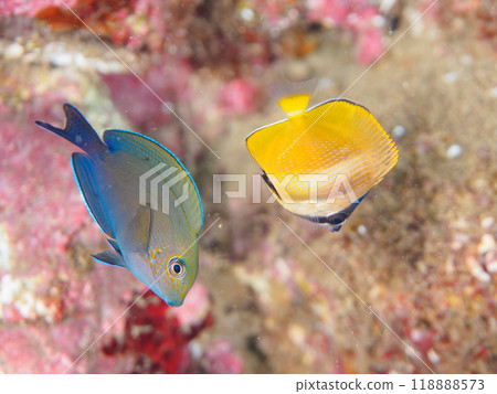 Cute juveniles of the zootail butterflyfish (Chaetodontidae family) and others. Nakagi Hirizo Beach, Minamiizu Town, Izu Peninsula - 2023 Cute juveniles of the zootail butterflyfish (Chaetodontidae family) and others. Nakagi Hirizo Beach, Minamiizu Town, Izu Peninsula - 2023 118888573