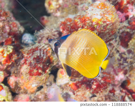 可愛的小蝴蝶魚（毛齒魚科）等等。伊豆半島南伊豆町中木埼三海灘-2023 118888574