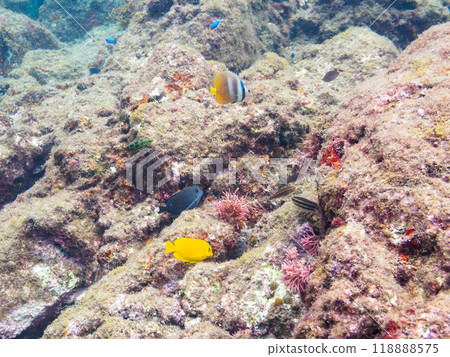 Cute juveniles of the zootail butterflyfish (Chaetodontidae family) and others. Nakagi Hirizo Beach, Minamiizu Town, Izu Peninsula - 2023 Cute juveniles of the zootail butterflyfish (Chaetodontidae family) and others. Nakagi Hirizo Beach, Minamiizu Town, Izu Peninsula - 2023 118888575