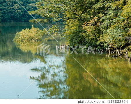 愛知縣林公園池塘風景 118888834