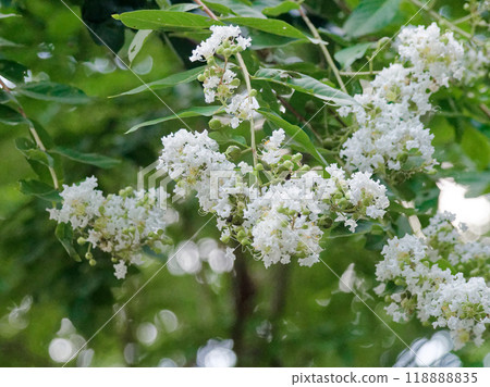 紫薇科植物的白色花朵 118888835