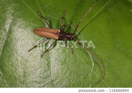 生物 昆蟲 黃腰螳螂，全身長滿細毛。前胸兩側的時尚黃色長髮 118888904