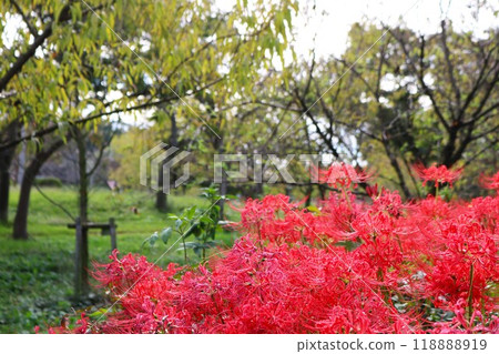 秋天公園裡盛開的蜘蛛百合，風景平靜 118888919