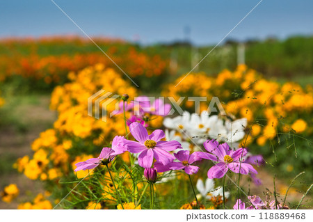 宇宙田預示著秋天 118889468