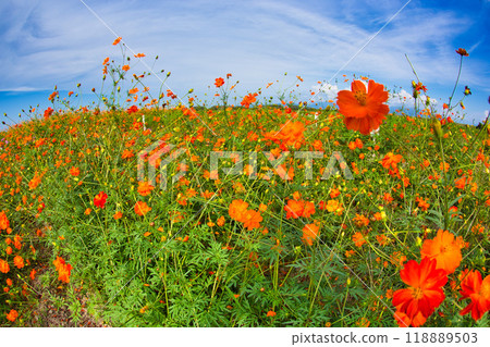 宇宙田預示著秋天 118889503