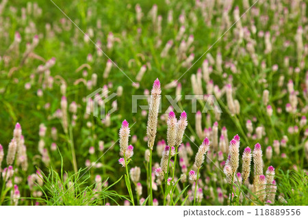 Cosmos field heralding autumn 118889556