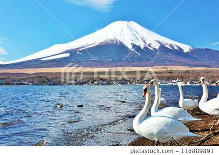 Yamanashi Prefecture Lake Yamanaka in the Blue Sky, Swans, and Mt. Fuji Yamanashi Prefecture Lake Yamanaka in the Blue Sky, Swans, and Mt. Fuji 118889891