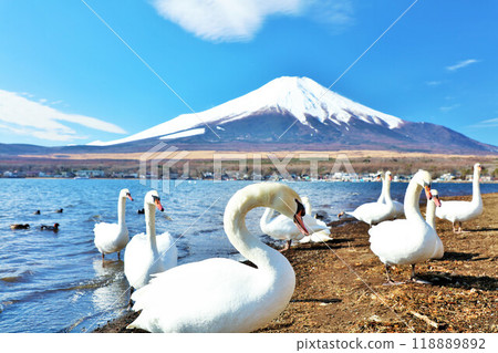 山梨縣 藍天、天鵝、富士山中的山中湖 118889892