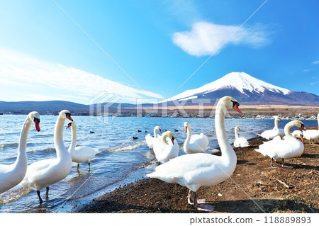 山梨縣 藍天、天鵝、富士山中的山中湖 118889893