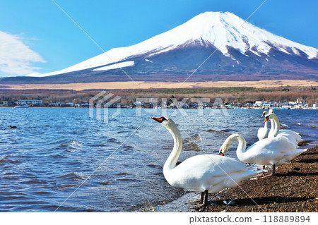 Yamanashi Prefecture Lake Yamanaka in the Blue Sky, Swans, and Mt. Fuji Yamanashi Prefecture Lake Yamanaka in the Blue Sky, Swans, and Mt. Fuji 118889894